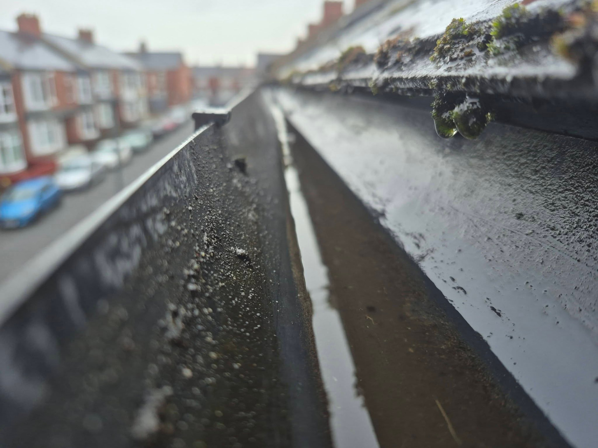 Leaves, moss and standing water collected inside a blocked gutter